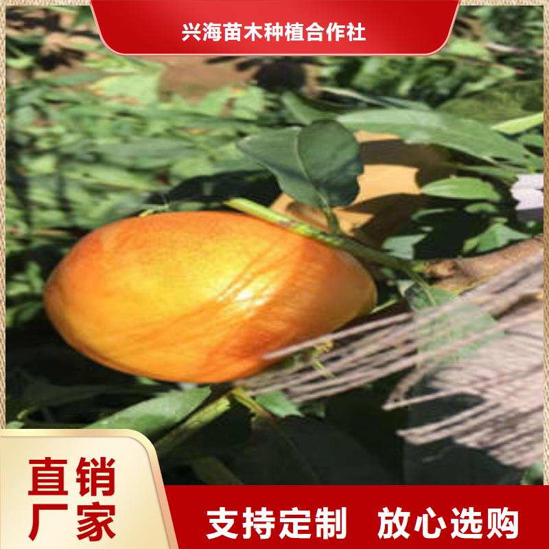 桃树苗现货交易