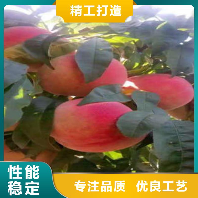 桃树苗,花椒苗诚信经营现货现发