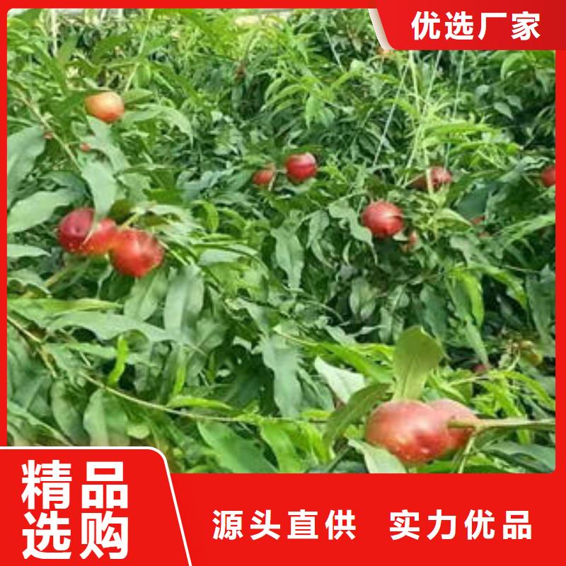 【桃树苗】葡萄苗严格把控每一处细节