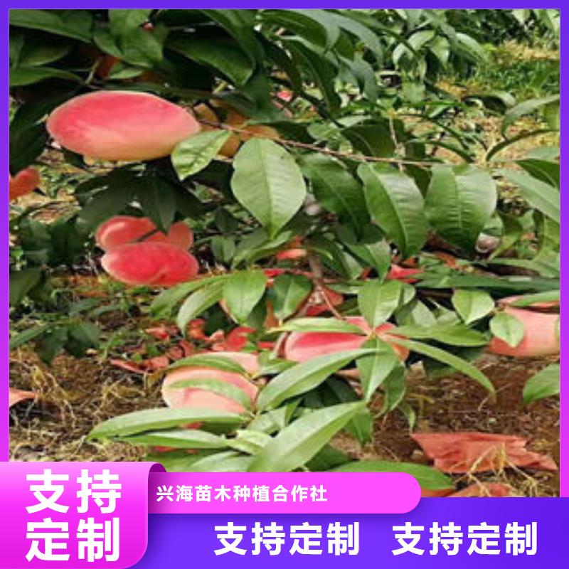 桃树苗_【蓝莓苗】一站式采购方便省心