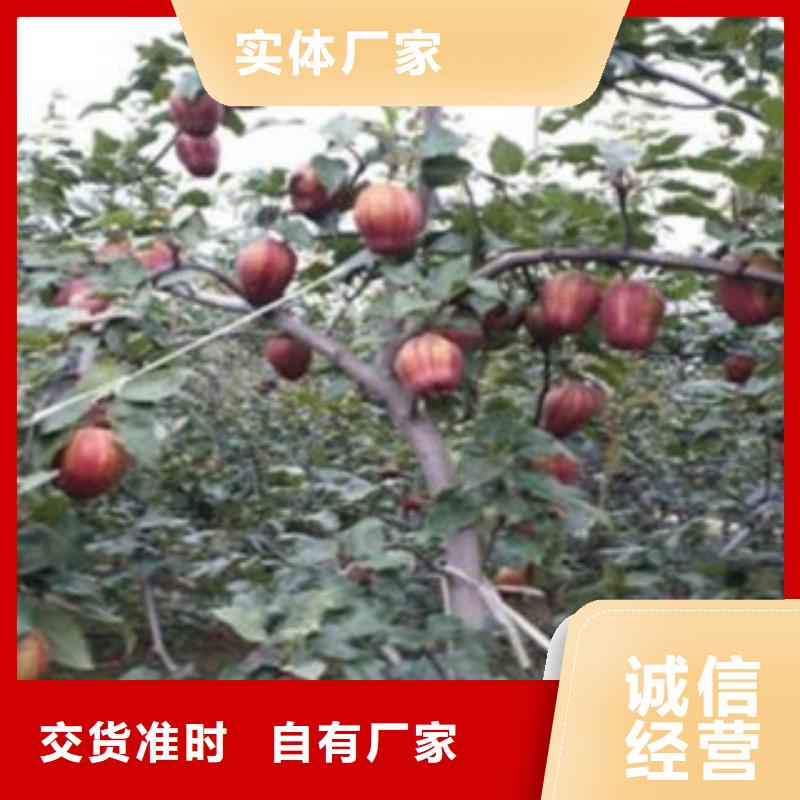 梨树苗值得信赖
