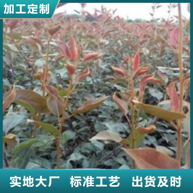 梨树苗花椒苗详细参数