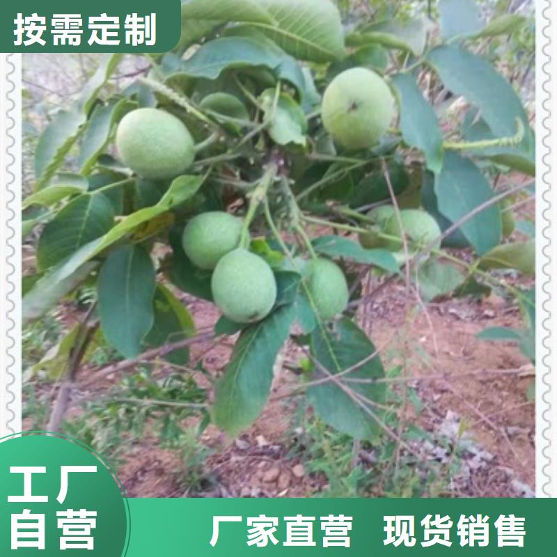 【核桃苗】山楂苗厂家十分靠谱
