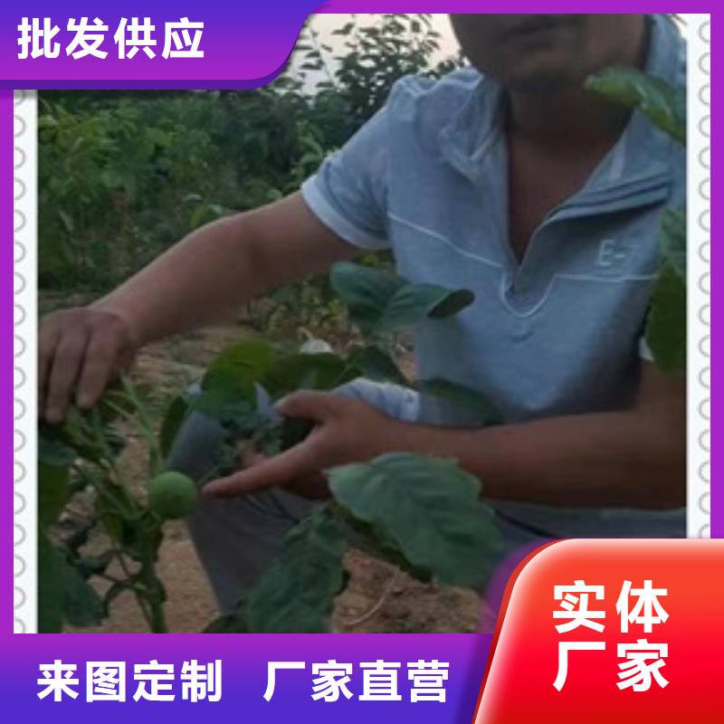 【核桃苗】桃树苗精工打造