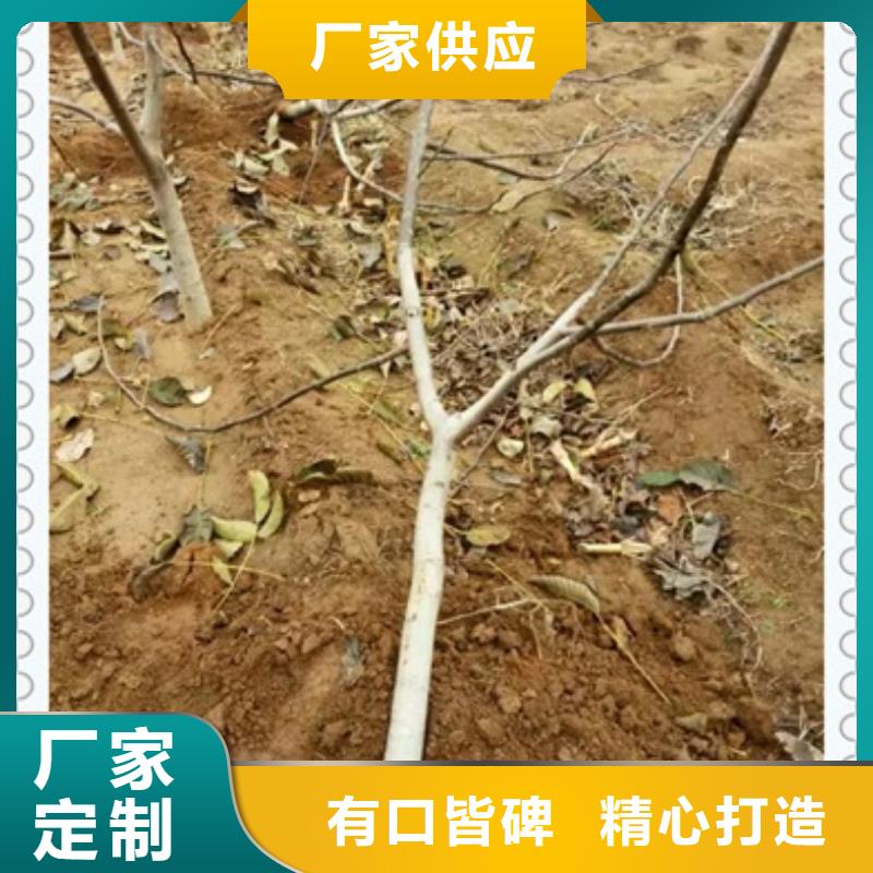 【核桃苗】桃树苗精工打造