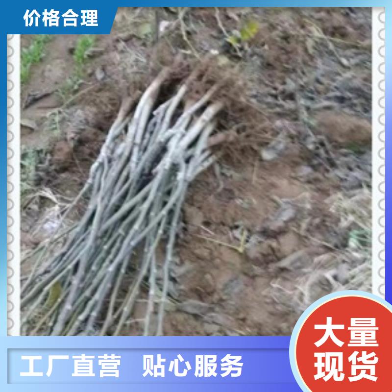 核桃苗花椒苗厂家实力大