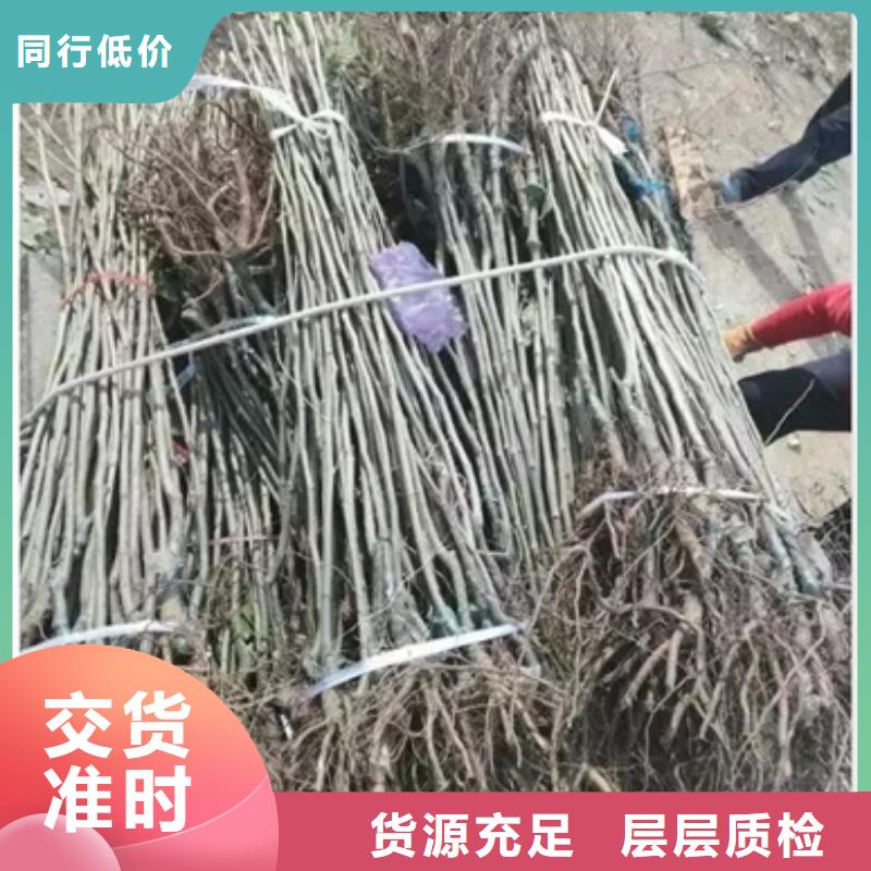 板栗苗_蓝莓苗为品质而生产