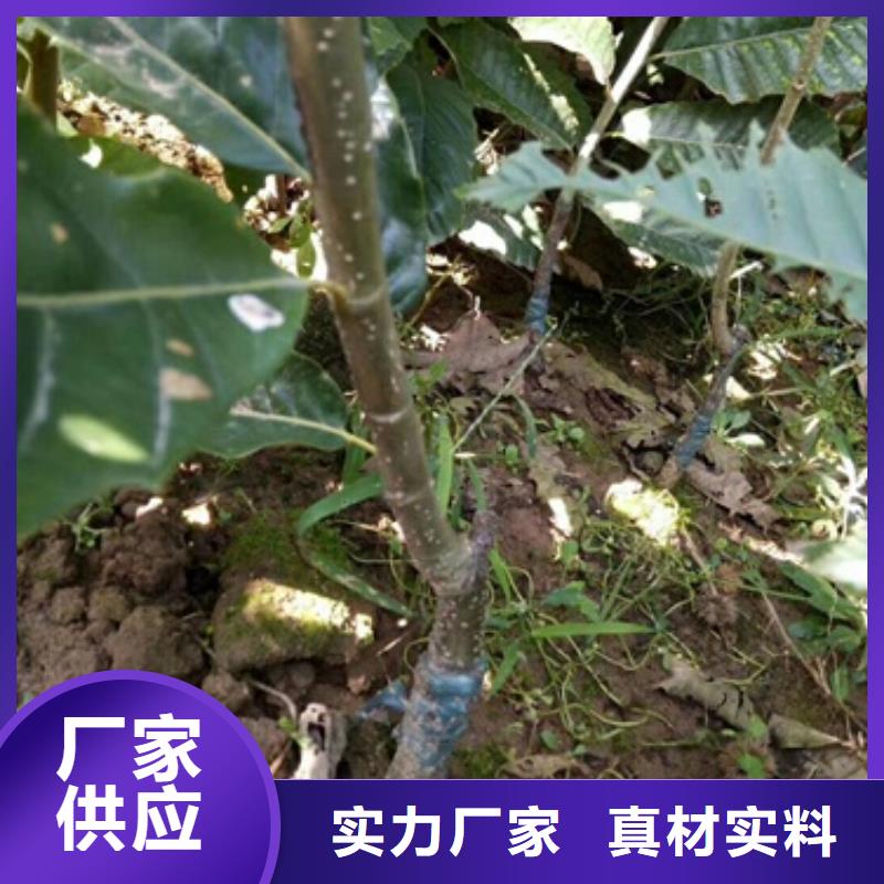 板栗苗-花椒苗卓越品质正品保障