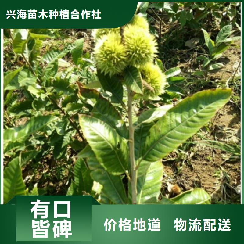 板栗苗梨树苗应用范围广泛