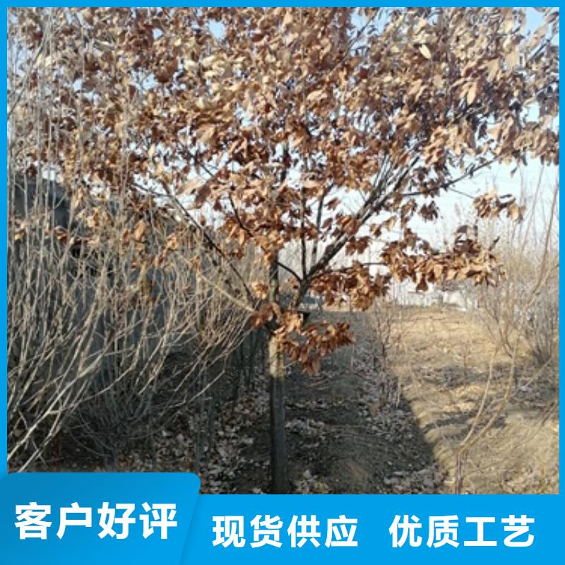 板栗苗【苹果苗】选择大厂家省事省心