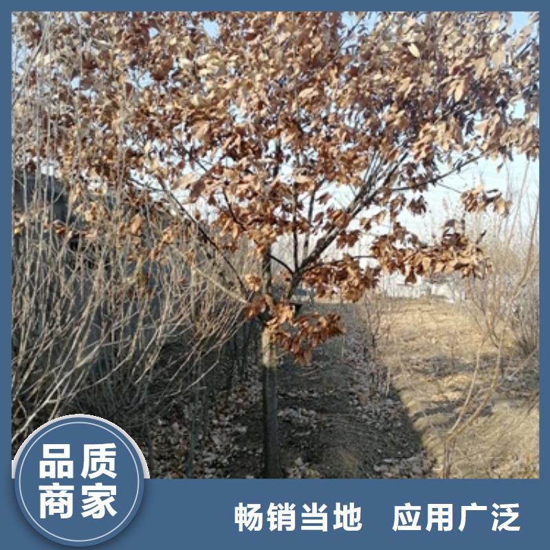 【板栗苗】花椒苗定制零售批发