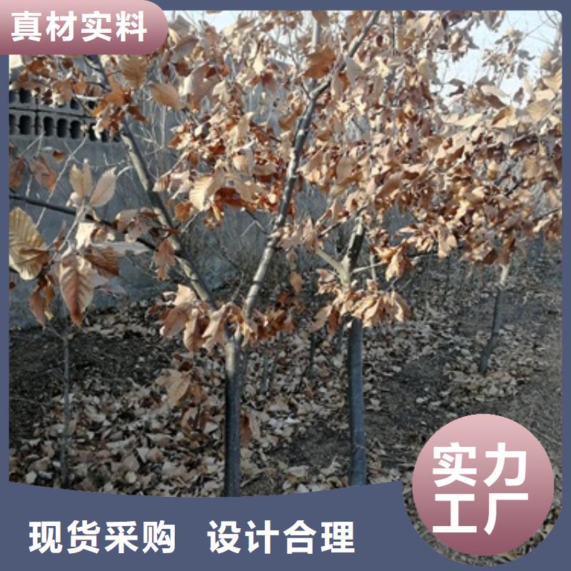 板栗苗花椒苗信誉至上