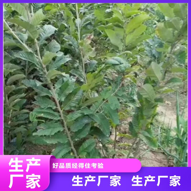 【板栗苗核桃苗精选好货】