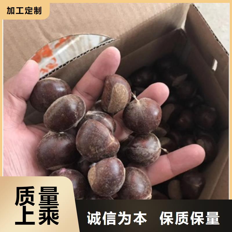 【板栗苗一致好评产品】