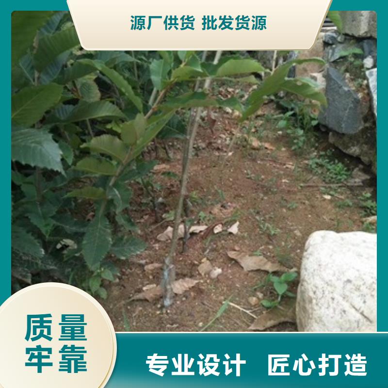 【板栗苗】花椒苗定制零售批发