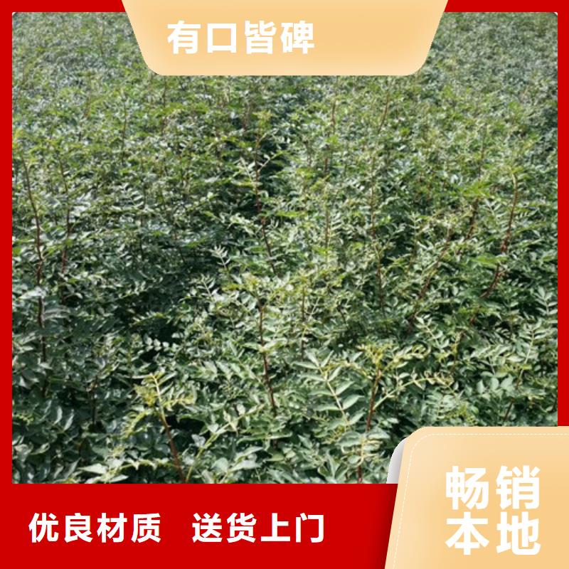 花椒苗老品牌厂家