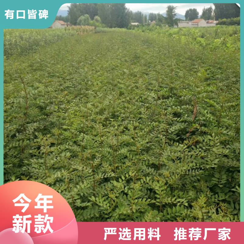 花椒苗板栗苗规格型号全