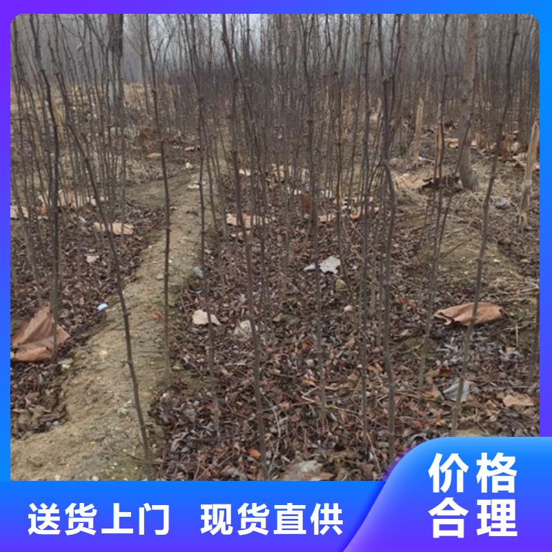 花椒苗桃树苗诚信可靠