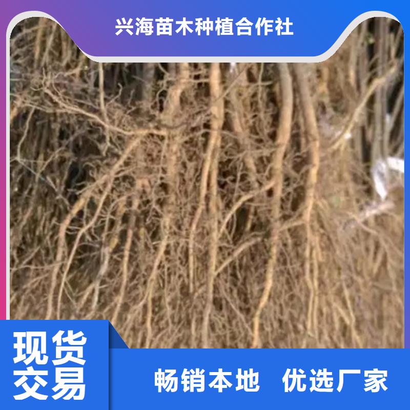 花椒苗桃树苗源头厂家供应