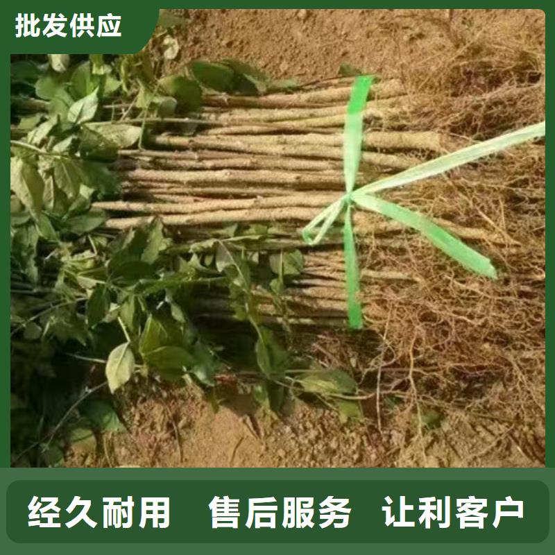 花椒苗,板栗苗推荐商家