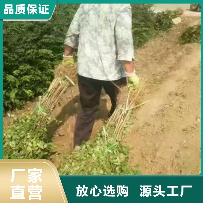 【花椒苗桃树苗生产经验丰富】