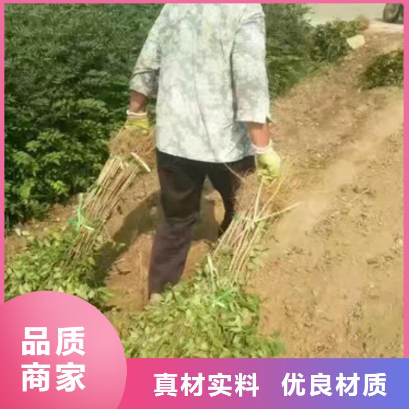 花椒苗梨树苗准时交付