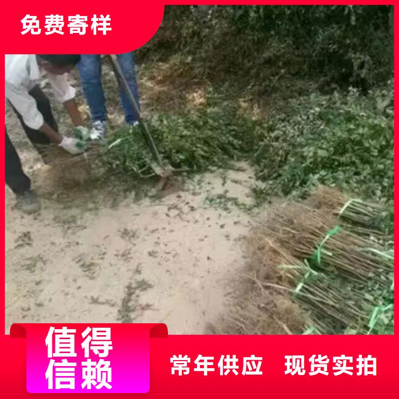 花椒苗山楂苗精品优选