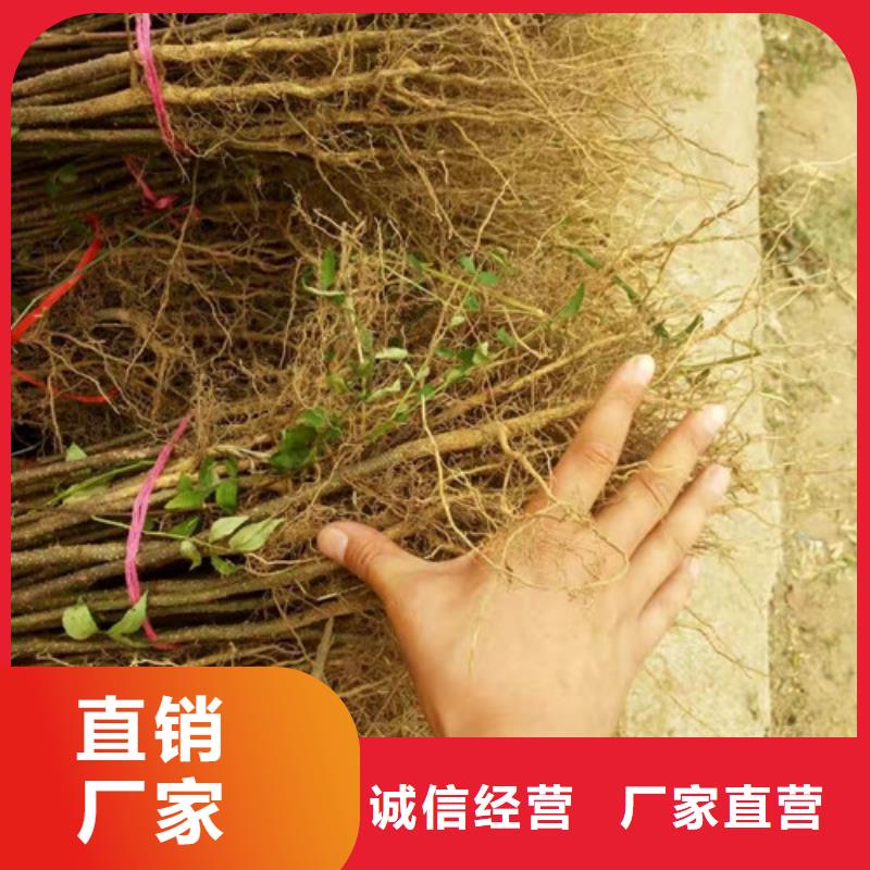 花椒苗【蓝莓苗】多种规格可选