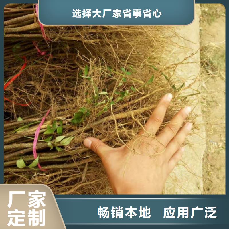 花椒苗,板栗苗推荐商家