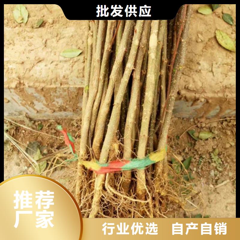 花椒苗,板栗苗推荐商家