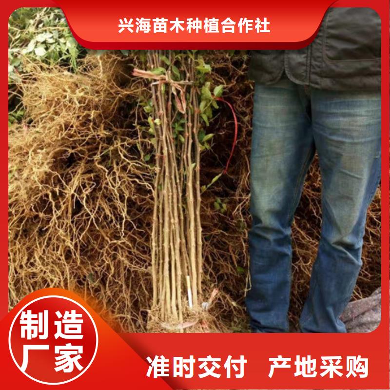 花椒苗-梨树苗源头把关放心选购