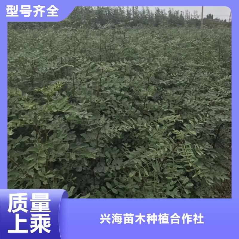 花椒苗,【蓝莓苗】注重细节