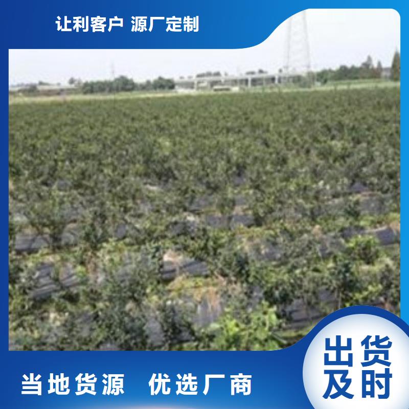 蓝莓苗【李子苗】质量为本