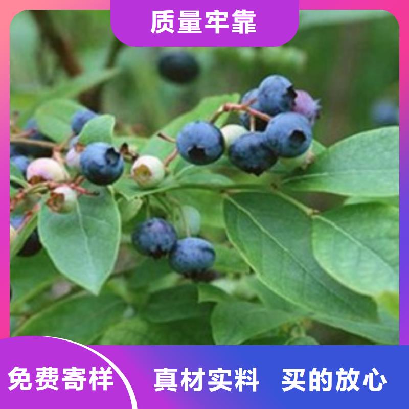 蓝莓苗种类齐全