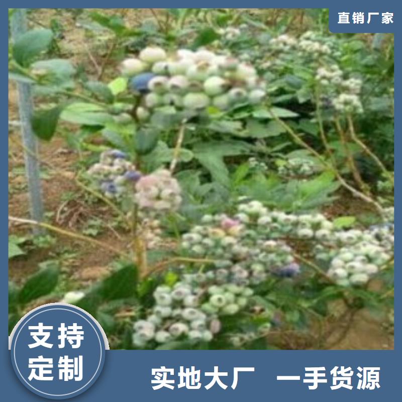 蓝莓苗桃树苗合作共赢