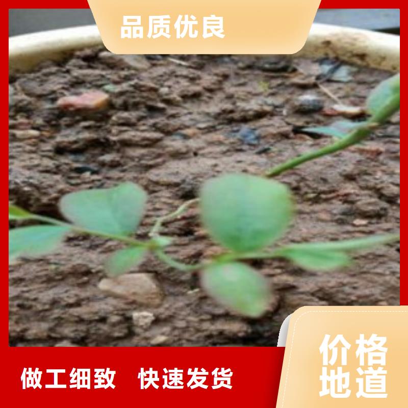 蓝莓苗花椒苗支持大批量采购