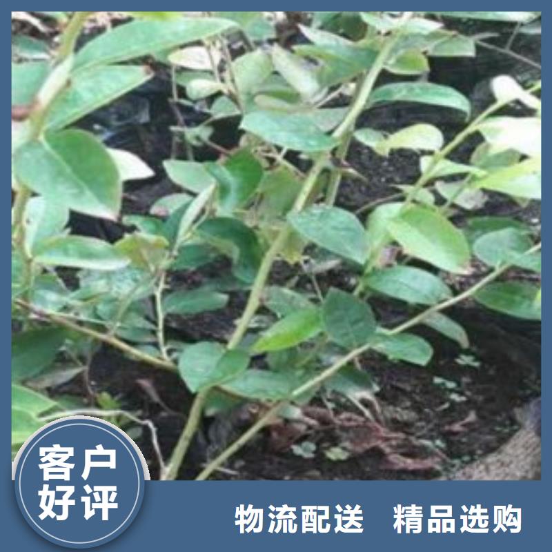 蓝莓苗-【花椒苗】应用范围广泛