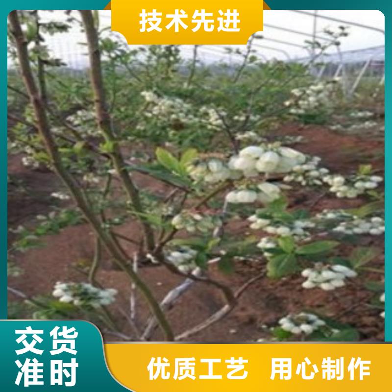 蓝莓苗供应商