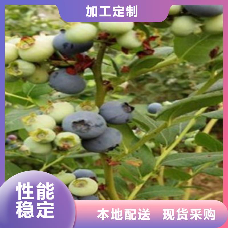 蓝莓苗,梨树苗当日价格