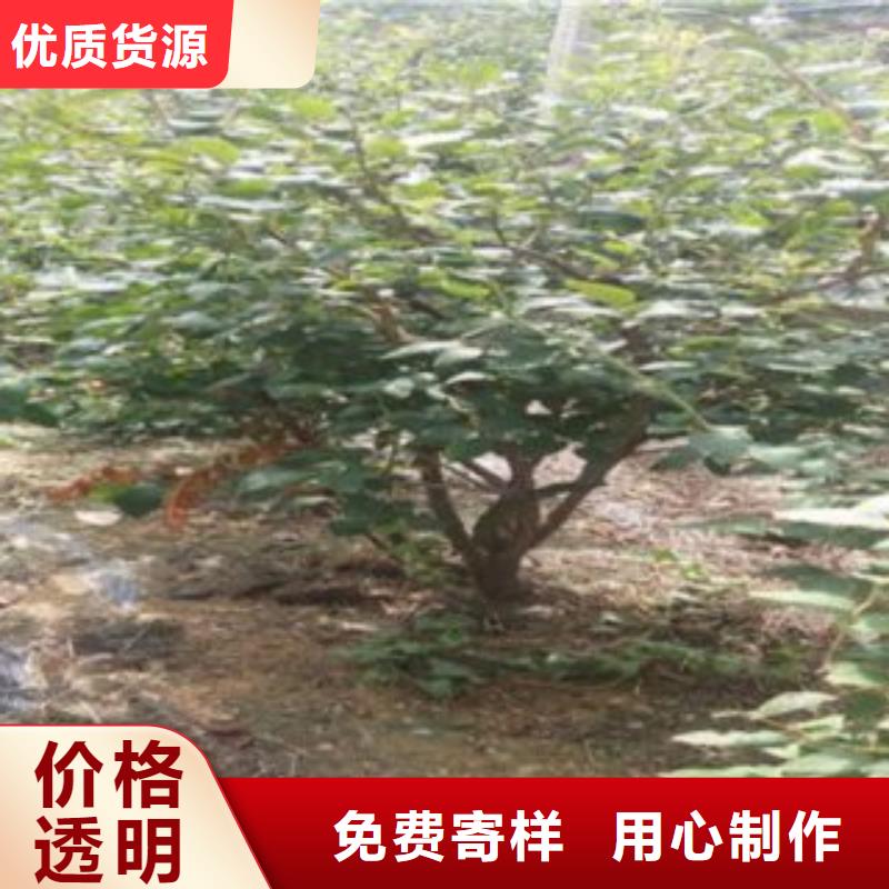 【蓝莓苗】花椒苗源头工厂量大优惠