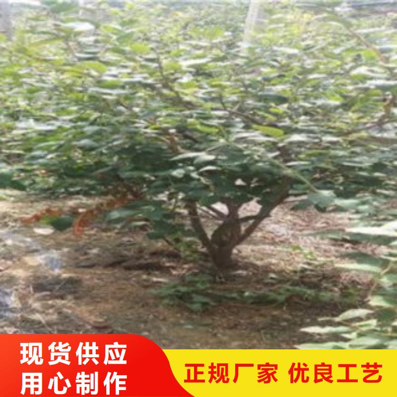 蓝莓苗_板栗苗同行低价