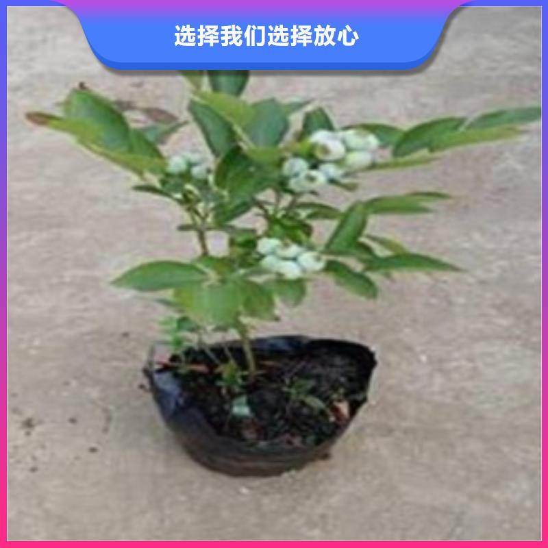 蓝莓苗【李子苗】质量为本