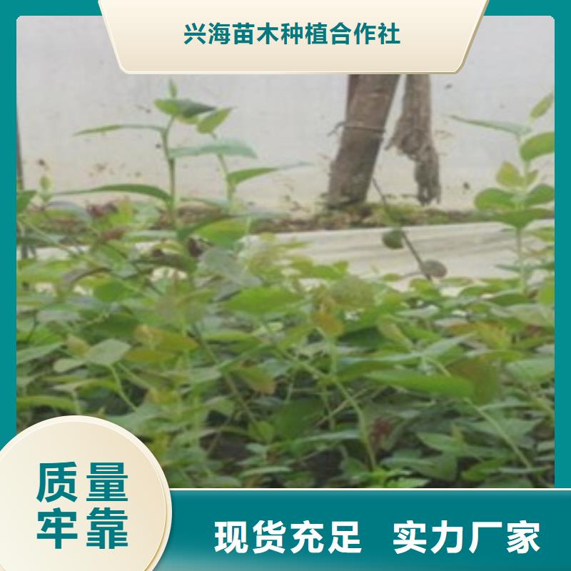 【蓝莓苗】花椒苗源头工厂量大优惠