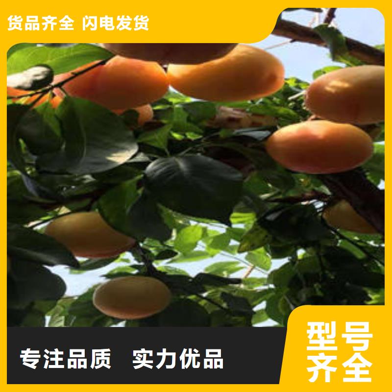 李子苗桃树苗实力优品