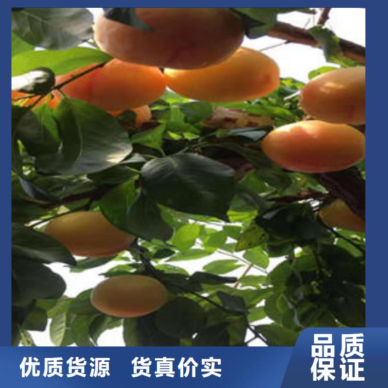 李子苗【花椒苗】高质量高信誉