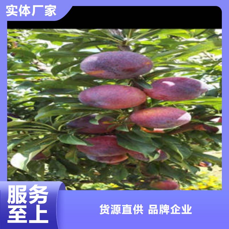 李子苗山楂苗专业按需定制