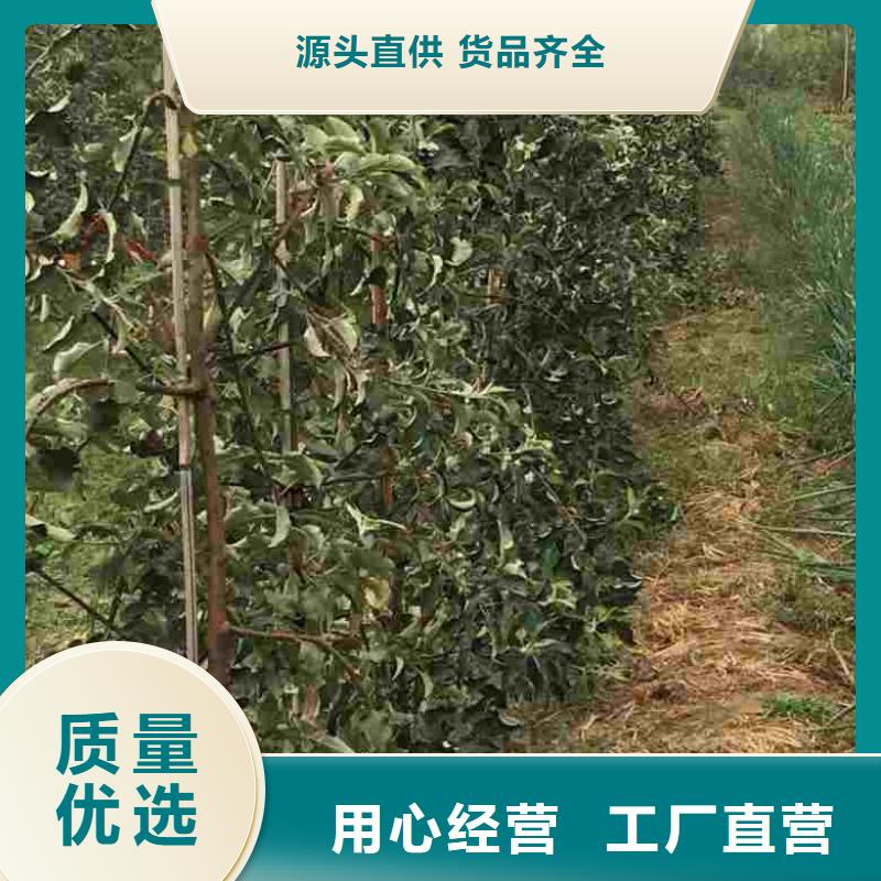 苹果苗【板栗苗】实力工厂