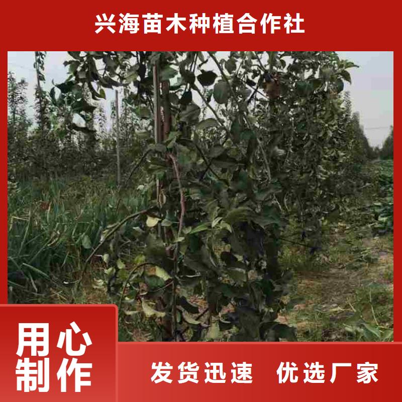 苹果苗核桃苗优质货源