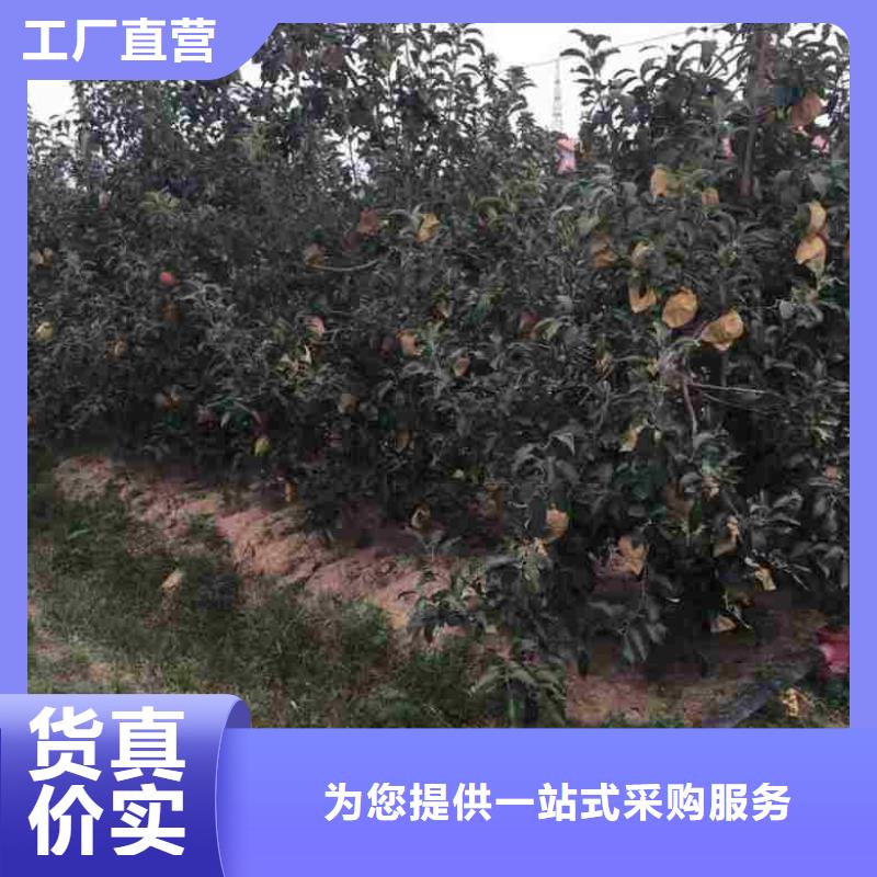 苹果苗-蓝莓苗应用领域