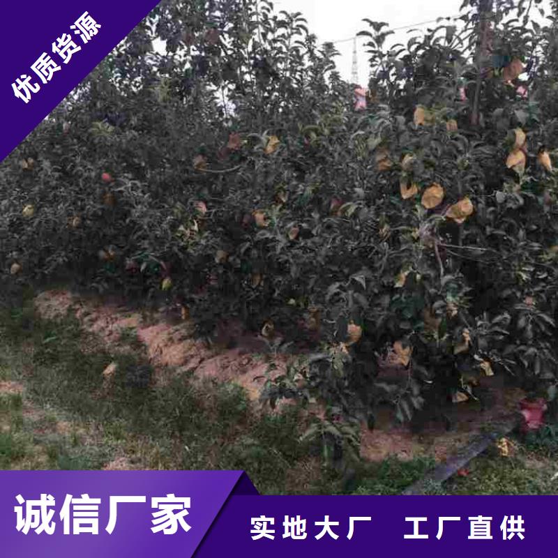 【苹果苗桃树苗现货齐全售后无忧】